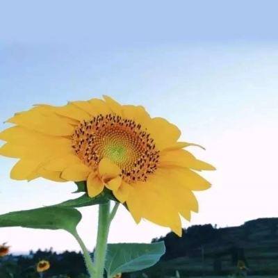 梦想仙游手游
